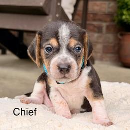 Chief - Black tan and white male Beagle puppy in Mansfield, Missouri from Rippee Creek Kennel
