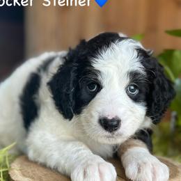 Rocker Steiner - Black tri-color male Aussiedoodle puppy in Lancaster, Minnesota from Finney Ranch
