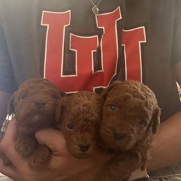 Poodle Puppies from Mountain Valley Poodles