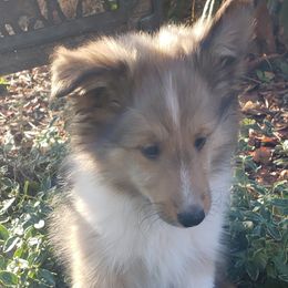 Joey - Sable and white male Shetland Sheepdog puppy in Brothers, Oregon from Porter Creek Kennels