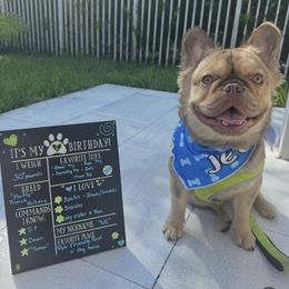 Dachshund and French Bulldog All Grown Up from TheFrenchieVille