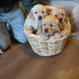 Golden Retriever Puppies from Hunnydew Goldens