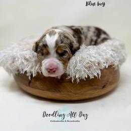Blue boy - Chocolate merle male Bernedoodle puppy in Valdese, North Carolina from Doodling All Day Goldendoodles