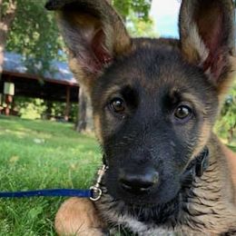 Belgian Malinois and German Shepherds from Ogichidaawi Von Schaeferhaus