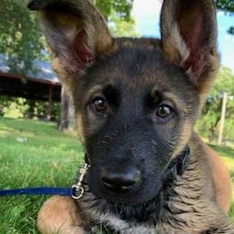 Belgian Malinois and German Shepherds from Ogichidaawi Von Schaeferhaus