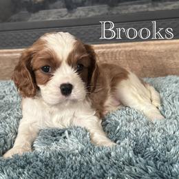Cavalier King Charles Spaniel Puppies from The Cozy Cavaliers