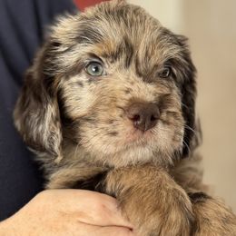 Magnolia - Merle female Australian Labradoodle puppy in Concord, California from Golden State Good Dogs