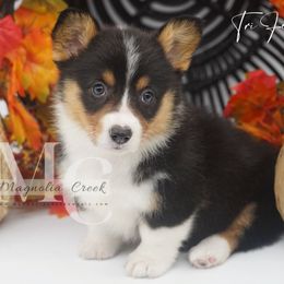 Tri F 2 - Black and tan female American Corgi puppy in Straughn, Alabama from Magnolia Creek Corgis