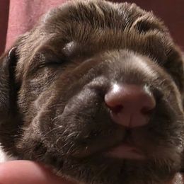Red - Brown and gray male Wirehaired Pointing Griffon puppy in Maiden, North Carolina from Saint Barbara's Wirehaired Pointing Griffons