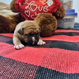 Green - Fawn female Boxer puppy in Denver, Colorado from Yuni’s AKC Boxers