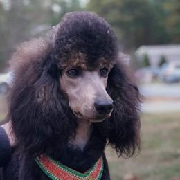 Diana - Phantom female Poodle puppy in Harrisonville, Missouri from Kurly Q Poodles