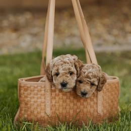 Poodle puppies from Savana williams