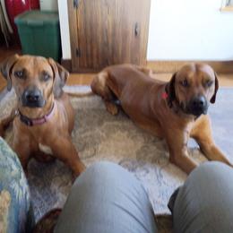 Rhodesian Ridgeback puppies from Stoneridge Ridgebacks