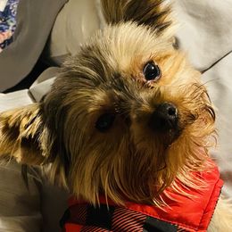 LEO - Yorkshire Terrier