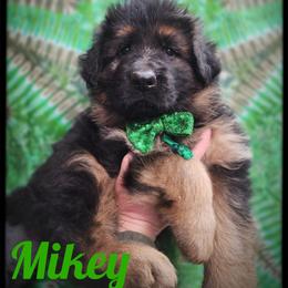 Mikey - Black and tan male German Shepherd puppy in Fort Jennings, Ohio from Von Holtzapple German shepherds