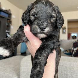 Daphne - Bernedoodle puppy from Front Range Family Doodles