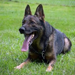 Caiser - German Shepherd
