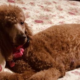 Poodle Puppies from Prissy Pants Poodles LLC