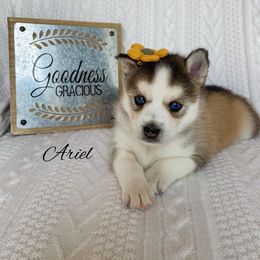 Pomsky Puppies from Goodness Gracious Pomskies