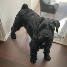 Rocky - Miniature Schnauzer