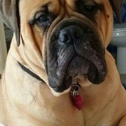 Bullmastiffs from Kelly's Bullmastiffs