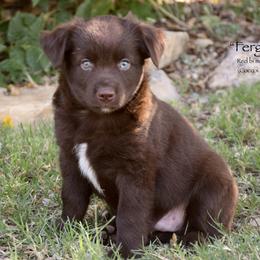 Ferguson - Red & white male Miniature Australian Shepherd puppy in Evant, Texas from Lazy VT Bar Ranch