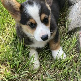 Blaze - Black and tan Pembroke Welsh Corgi puppy in Great Bend, Kansas from Mak-N-Hay Farms