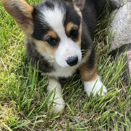 Blaze - Black and tan Pembroke Welsh Corgi puppy in Great Bend, Kansas from Mak-N-Hay Farms