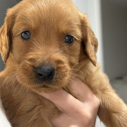 Golden Retriever Puppies from The Red Retrievers