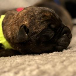 Tracker - Chestnut brindle male Cane Corso puppy in Cameron Park, California from Lionheart Cane Corso
