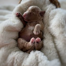 Holly - Apricot female Goldendoodle puppy in Rio Linda, California from Plush Doodles