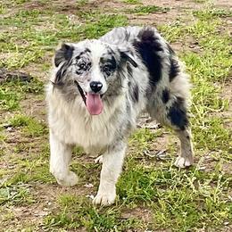 Azure - Miniature Australian Shepherd