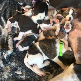 Girl 4 - Fawn brindle female Whippet puppy in Corry, Pennsylvania from Sara's Whippets