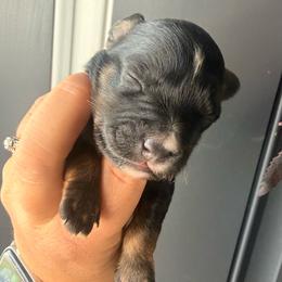 Solid Black red points male (Outlaw) - Black male Miniature Schnauzer puppy in Bluffdale, Utah from Mountain Point Schnauzers