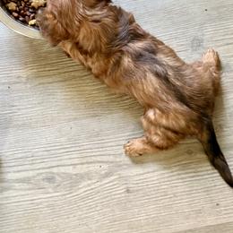 Dachshund Puppies from Monroe’s Hillcrest Dachshunds