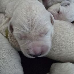 Purple boy - Light golden male Golden Retriever puppy in Pendleton, Indiana from Heartland Creams Golden Retrievers