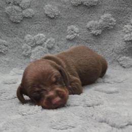 Light Green - Chocolate and tan female Dachshund puppy in Mulberry, Florida from J's Mini Dachshunds