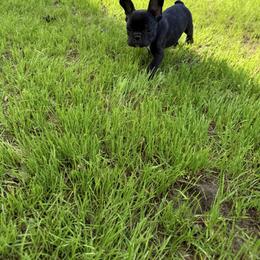 French Bulldog Puppies from Black Water Frenchies