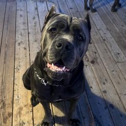 Mayhem - Cane Corso