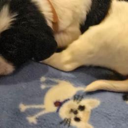 Giles - Black and white male English Springer Spaniel puppy in Palisade, Colorado from Bigfoot's Kennel