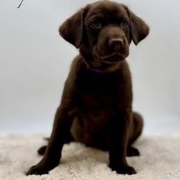 Purple - Chocolate female Labrador Retriever puppy in San Diego County, California from Travis’ Chocolate Labradors