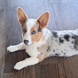 Pixel - Pembroke Welsh Corgi