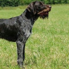 Pan - German Wirehaired Pointer