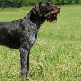 Pan - German Wirehaired Pointer