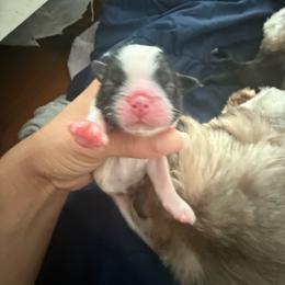 Boy - Black and white male Shih Tzu puppy in Suwanee County, Florida from Everlasting Shih Tzu