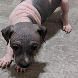 American Hairless Terrier Puppies from Bare Valley