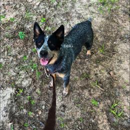 Maggie - Australian Cattle Dog