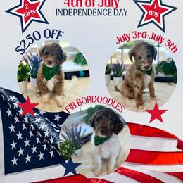 Aslan - White and red male Bordoodle puppy in Valley Center, California from Circle R Valley Bordoodls