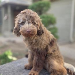 Lexus - Chocolate merle female Bernedoodle puppy in Boise, Idaho from Nesting Dolls