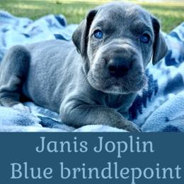 Janis - Blue female Great Dane puppy in Altoona, Alabama from Sovereignty Woods Great Danes